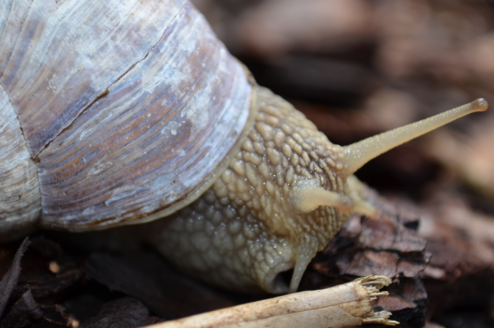 Weinbergschnecke