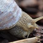 Weinbergschnecke