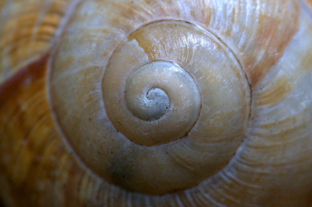 Weinbergschnecke