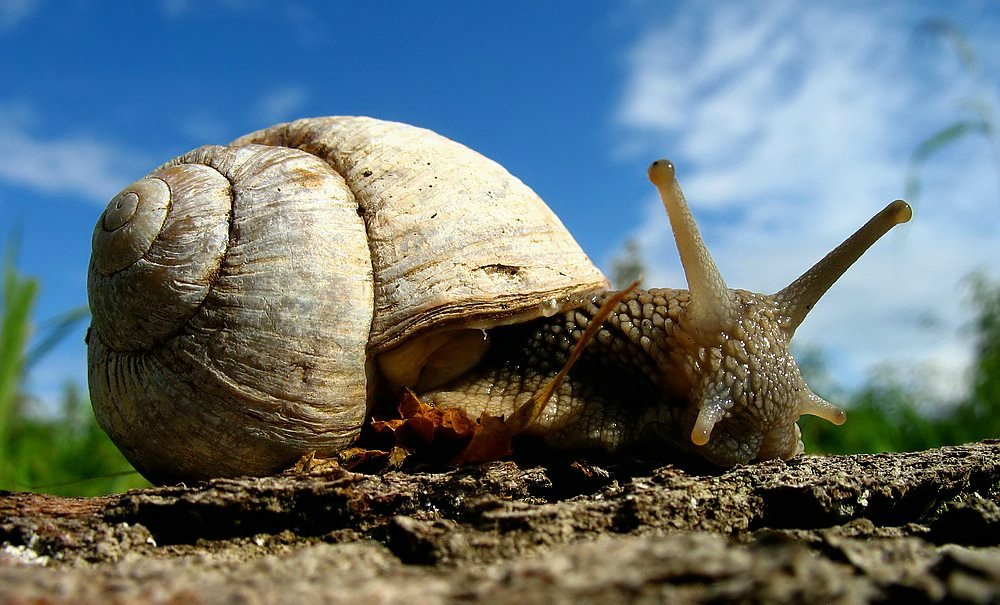 Weinbergschnecke