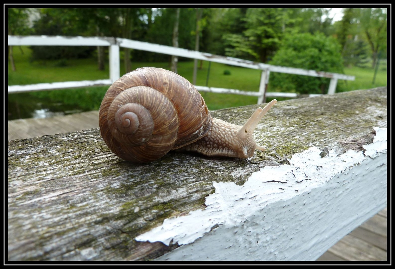 Weinbergschnecke