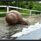 Weinbergschnecke