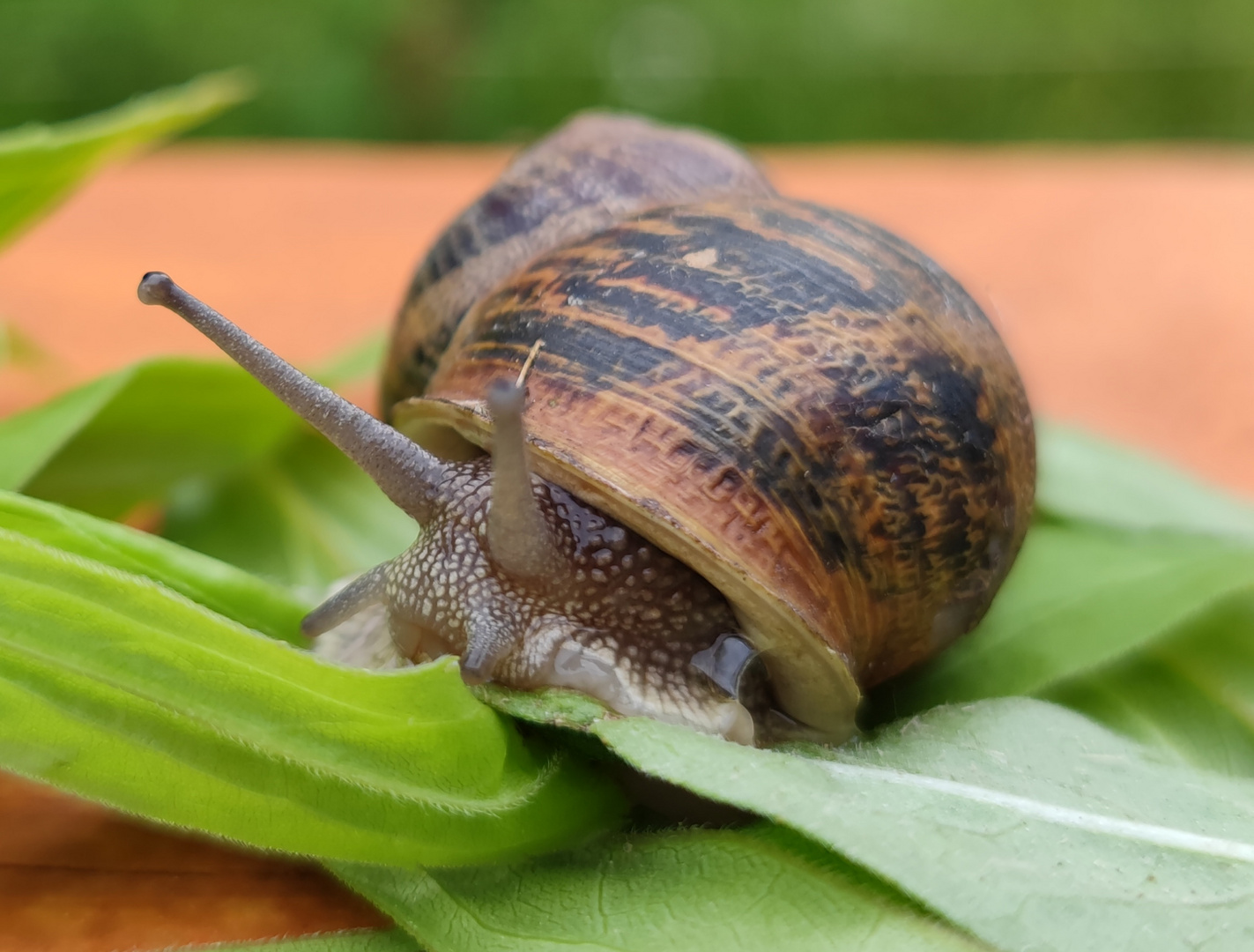 Weinbergschnecke 