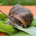 Weinbergschnecke 