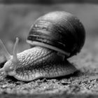  Weinbergschnecke