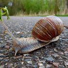 Weinbergschnecke