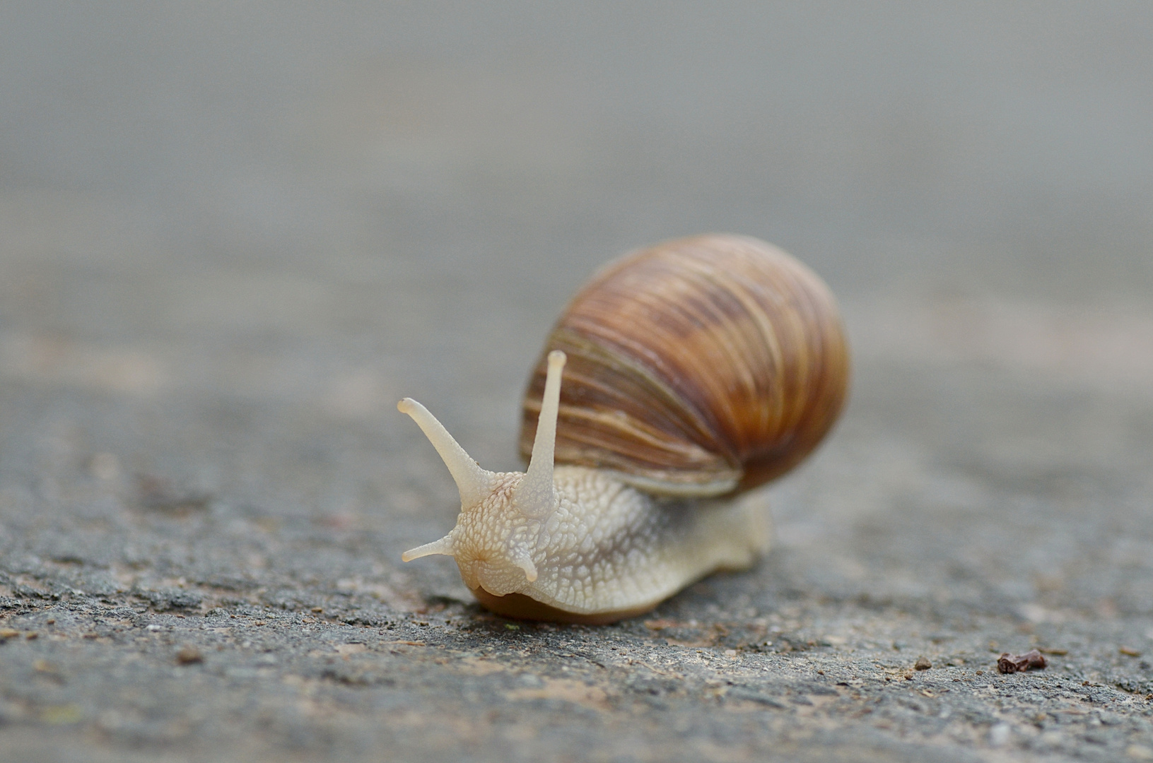 Weinbergschnecke