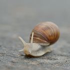 Weinbergschnecke