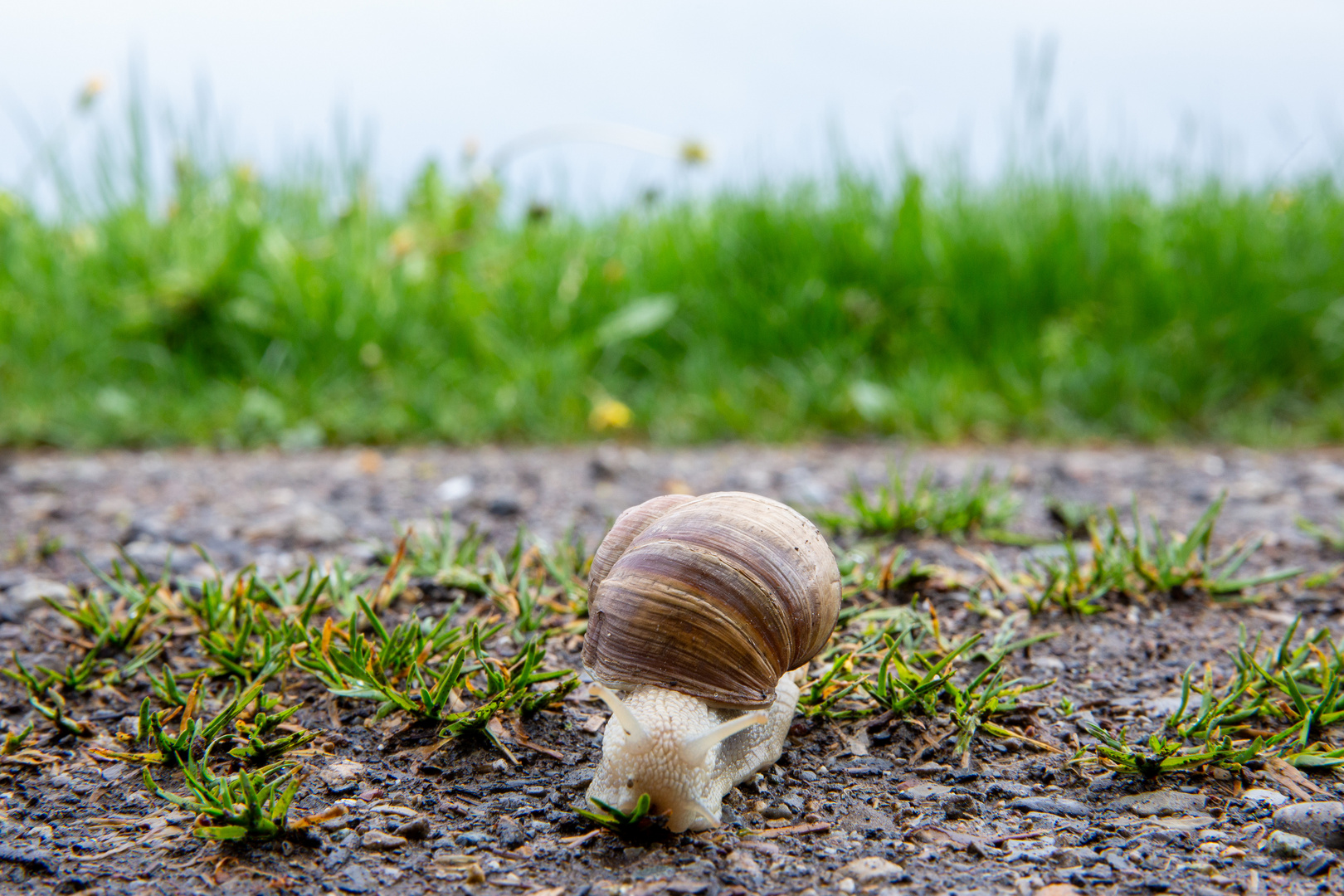 Weinbergschnecke 