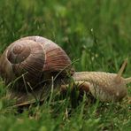 Weinbergschnecke