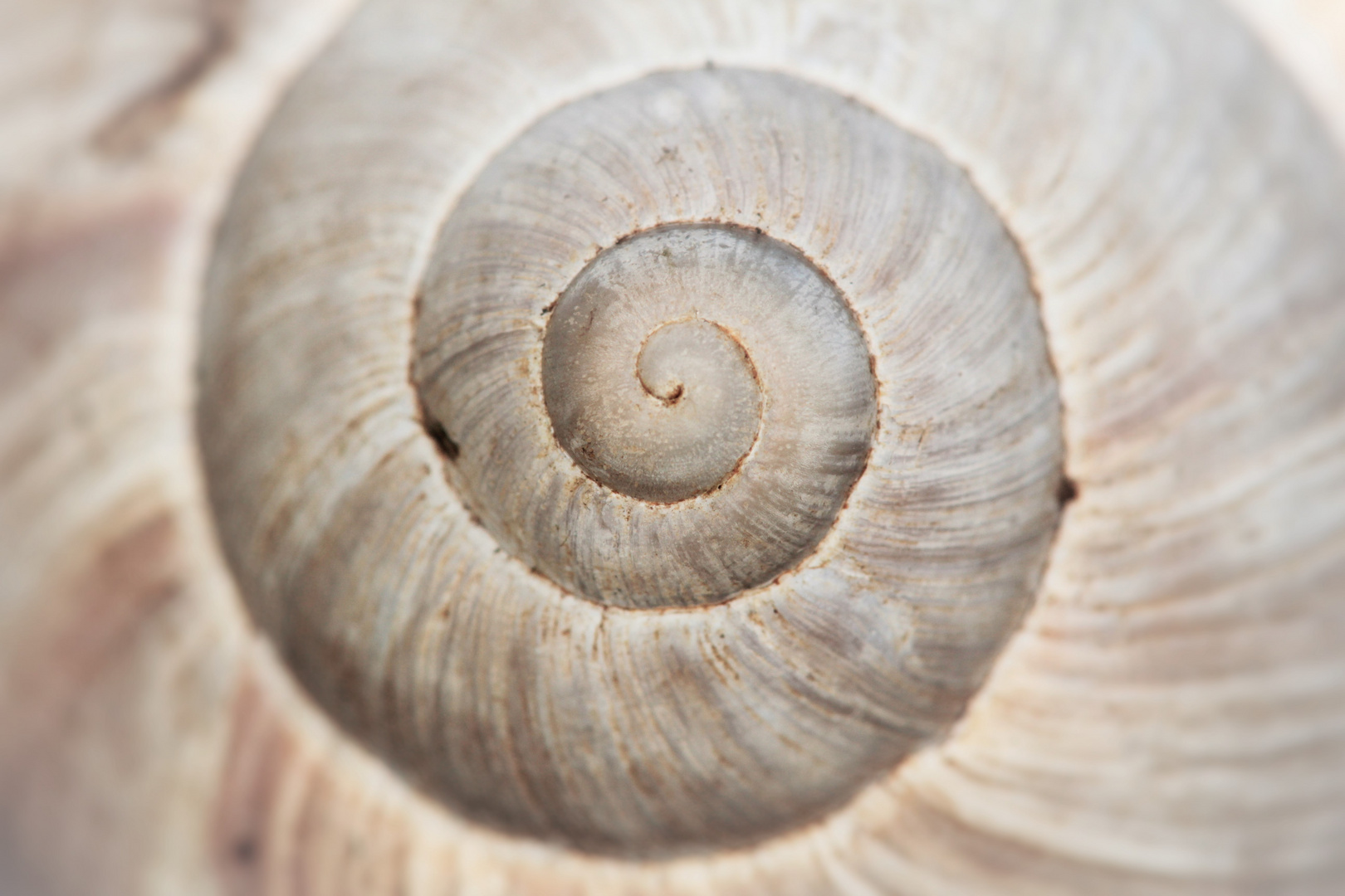 Weinbergschnecke