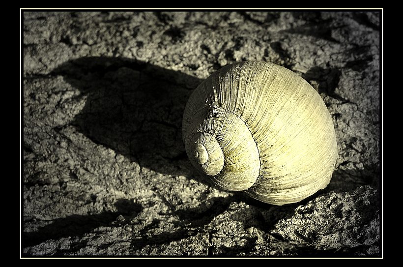 WEINBERGSCHNECKE