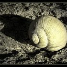 WEINBERGSCHNECKE