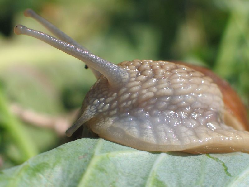 Weinbergschnecke