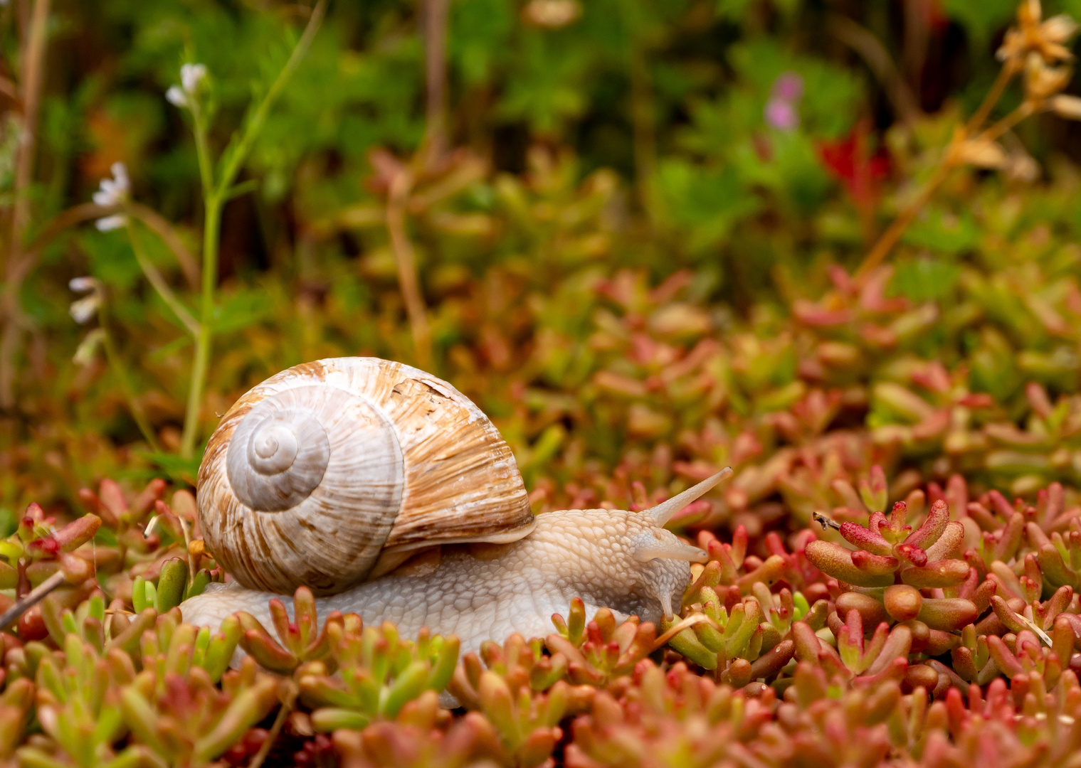 Weinbergschnecke