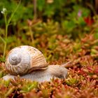 Weinbergschnecke