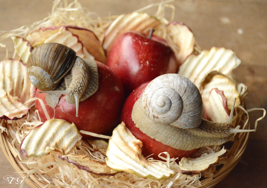 Weinbergschnecke an Apfel - lecker ;-)