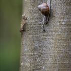 Weinbergschnecke an Baumstamm