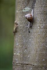 Weinbergschnecke an Baumstamm