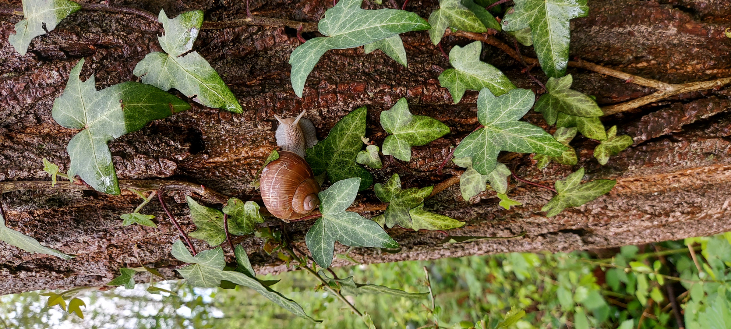 Weinbergschnecke an Efeu