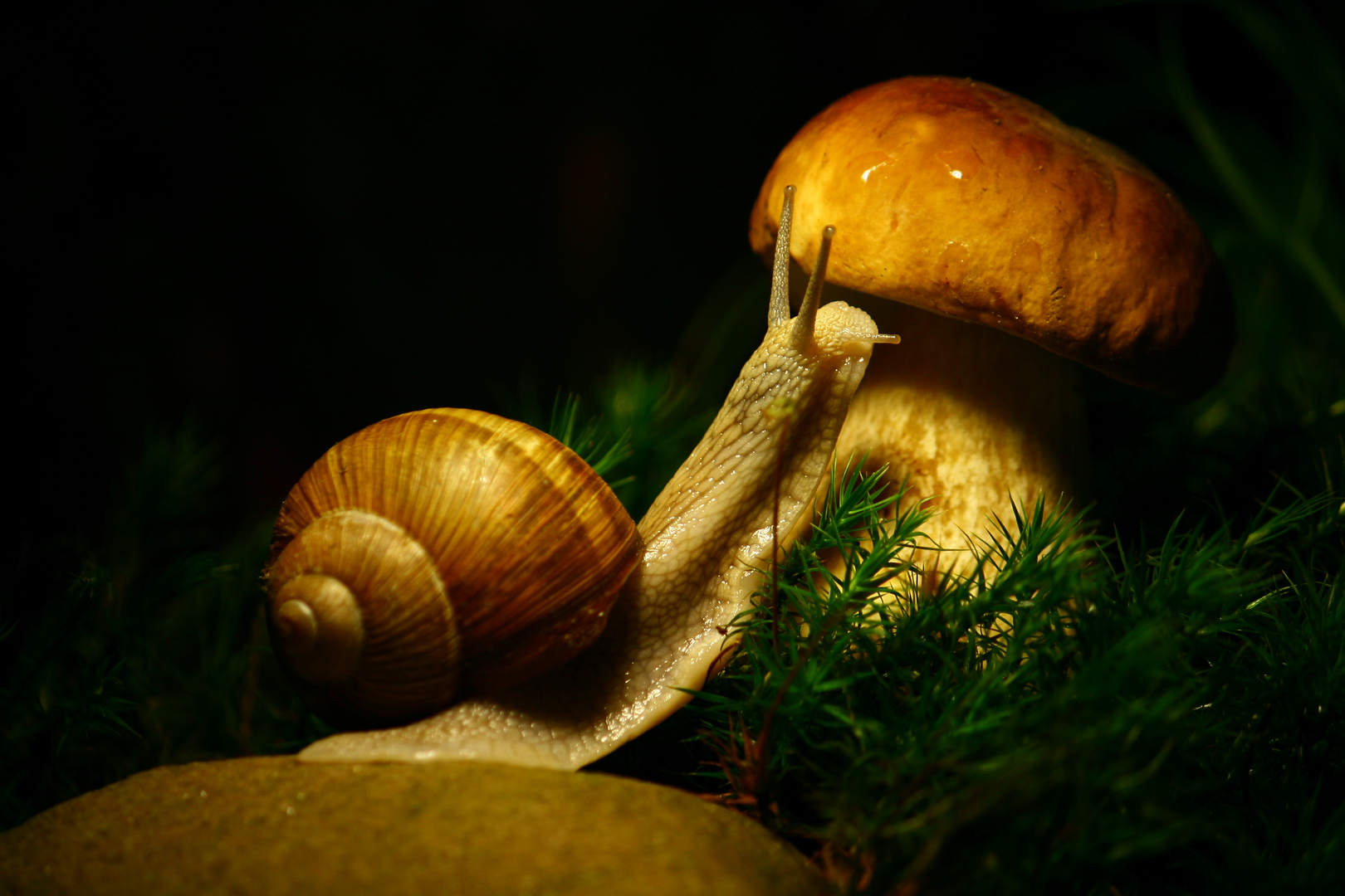 Weinbergschnecke an Steinpilz