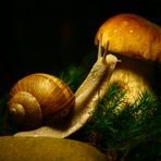 Weinbergschnecke an Steinpilz