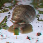 Weinbergschnecke Anaglyph 2