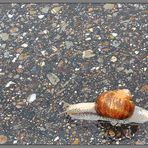 Weinbergschnecke auf Asphalt (regennaß)