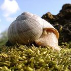 Weinbergschnecke auf Baumstamm