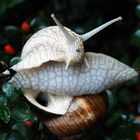 Weinbergschnecke auf dem falschen Fuß.