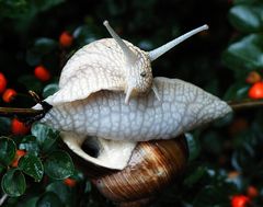 Weinbergschnecke auf dem falschen Fuß.