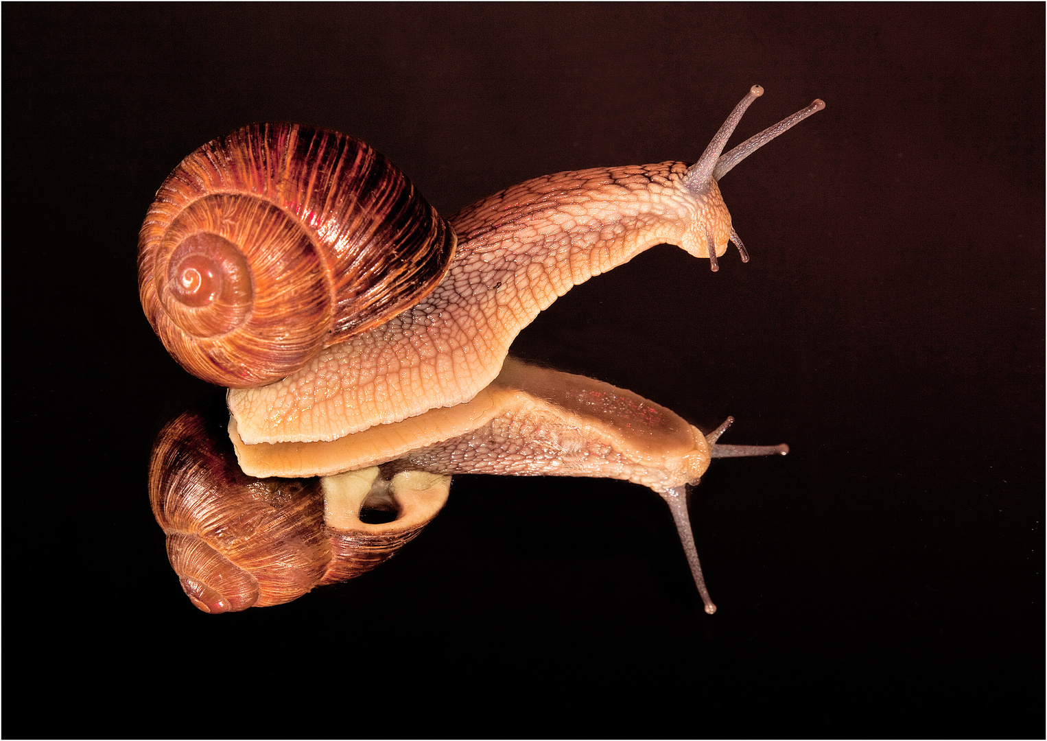 Weinbergschnecke auf dem Spiegel