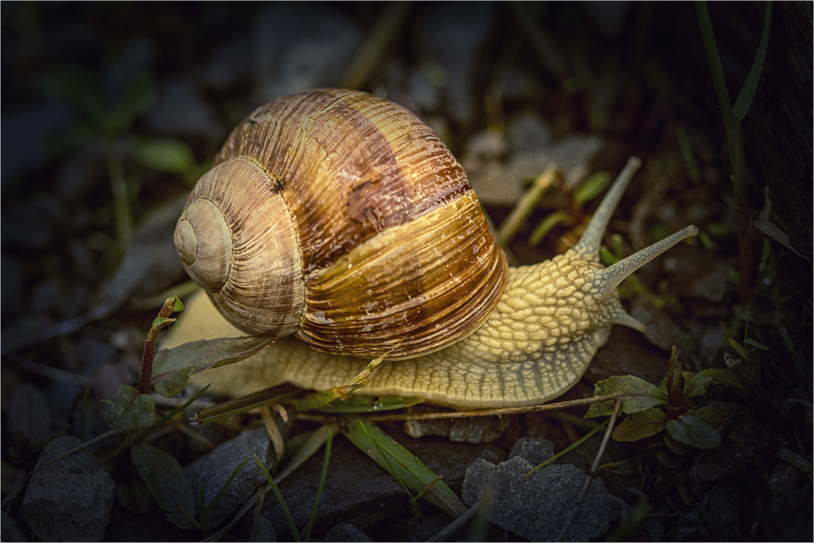 Weinbergschnecke auf dem Weg ins Winterdomizil