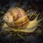 Weinbergschnecke auf dem Weg ins Winterdomizil