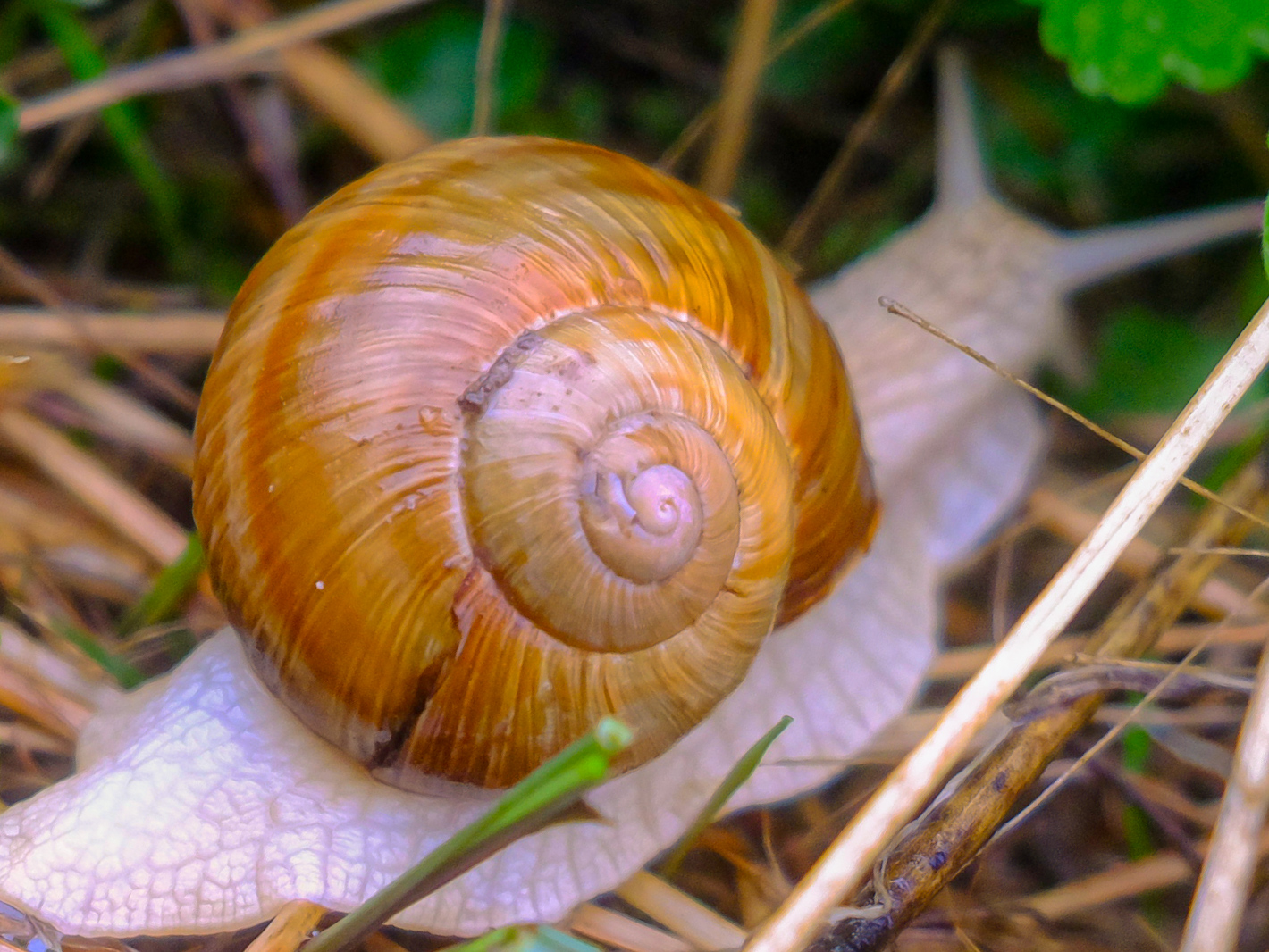 Weinbergschnecke auf der Flucht