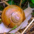 Weinbergschnecke auf der Flucht