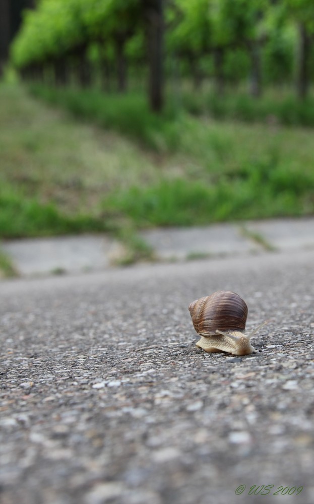 Weinbergschnecke auf der Flucht