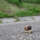 Weinbergschnecke auf der Flucht