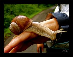 Weinbergschnecke auf der Hand