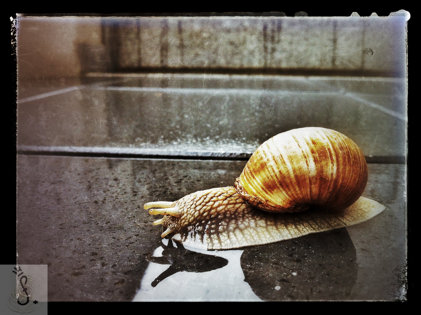 Weinbergschnecke auf der heimischen Terrasse