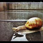 Weinbergschnecke auf der heimischen Terrasse