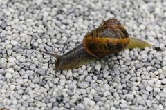 Weinbergschnecke auf der Terrasse