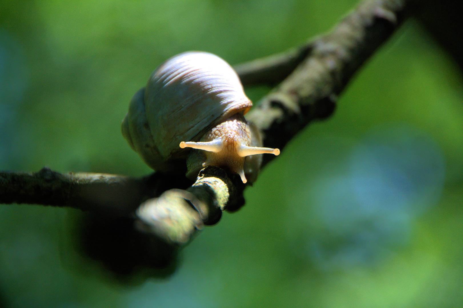 Weinbergschnecke auf einem Ast