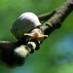 Weinbergschnecke auf einem Ast