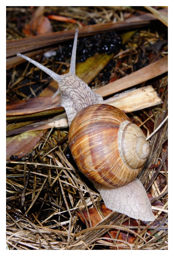 Weinbergschnecke auf Entdeckungsreise