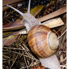 Weinbergschnecke auf Entdeckungsreise