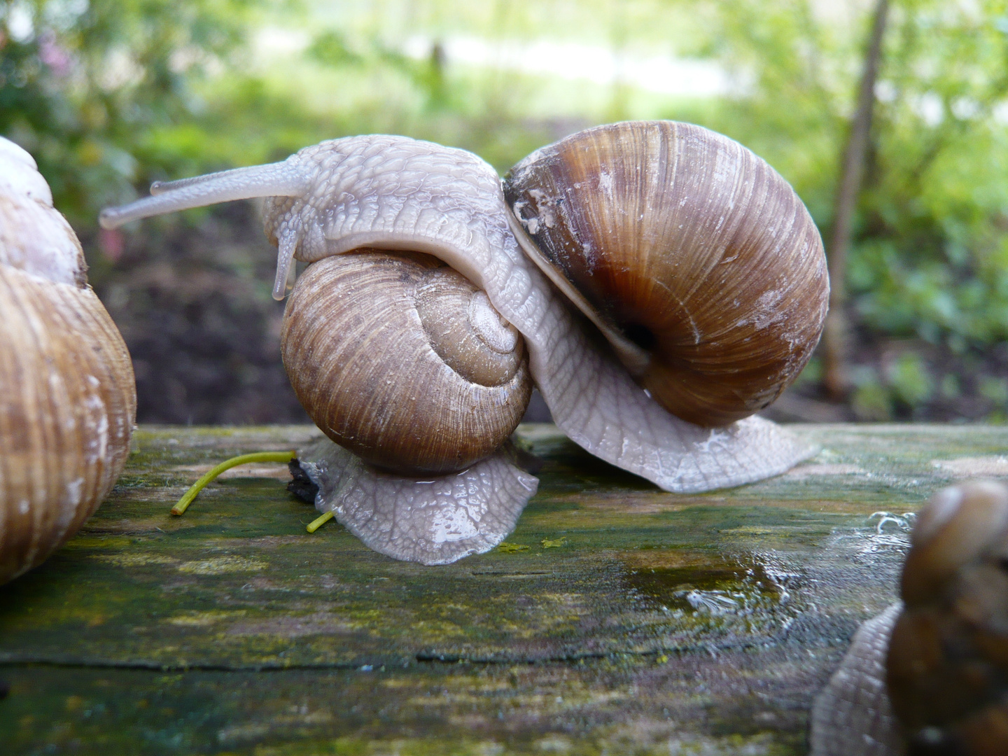 Weinbergschnecke auf Entdeckungstour