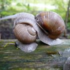 Weinbergschnecke auf Entdeckungstour