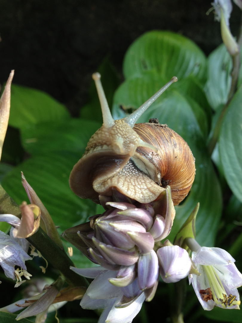 Weinbergschnecke auf Funkienblüte