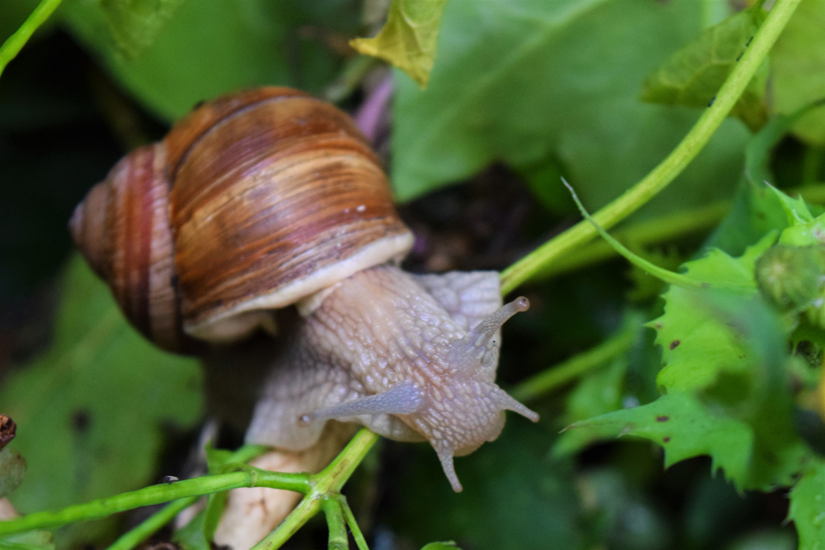 Weinbergschnecke auf Grünzeug